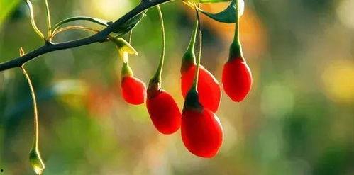 文安吃瓜网红梅花七,吃瓜界的风云人物